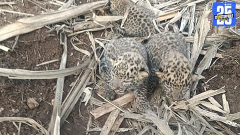 Three Leopard Cubs Found During Sugarcane Harvesting