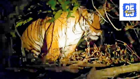 Sahyadri Tiger Reserve