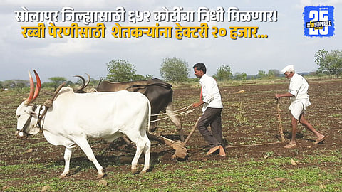 Big boost for Solapur farmers  massive ₹652 crore package for Rabi cultivation