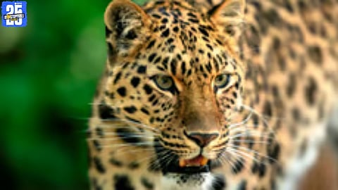 Leopard terror grips Kopargaon; attacks on women and children spark fear among villagers.