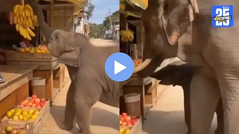 A baby elephant tries to grab bananas from a roadside shop, but its mother gently stops it — teaching a touching lesson in honesty and kindness.