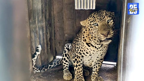 Leopard captured Walad