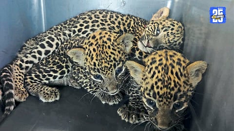 Leopard Cubs