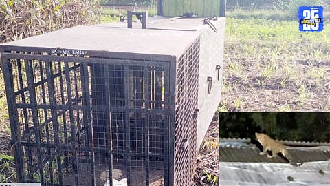 A leopard attacked poultry farms in Peth