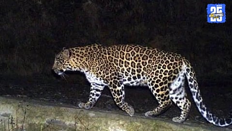 Junnar Leopard Attacks: Legal Notice Issued 