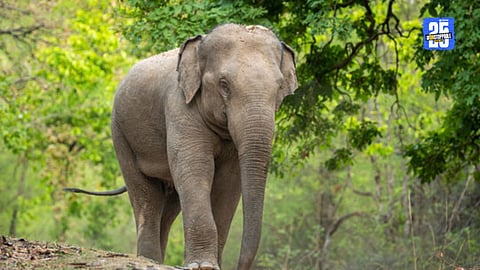 Onkar Elephant Assault
