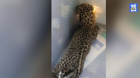 Leopard Cub Found