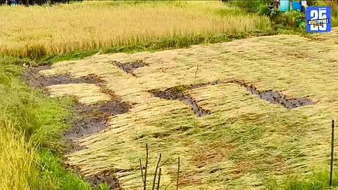 poiled paddy creates fodder crisis for Raigad farmers