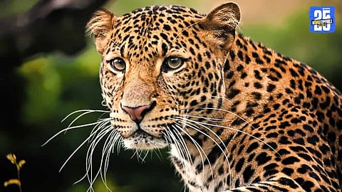 Farmers in Pimparkhed live in fear of leopards.