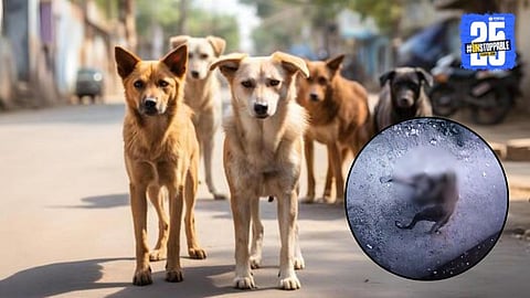 Street dog ​​attack