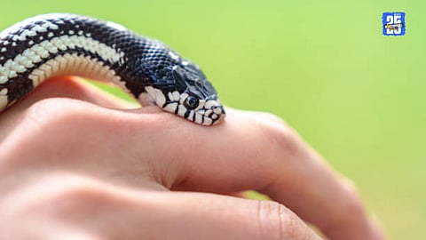 Kolhapur snakebite death