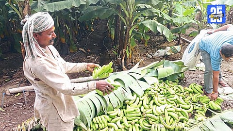 Banana prices in Solapur crash to ₹3 per kg; exporters pull back, farmers in deep trouble.