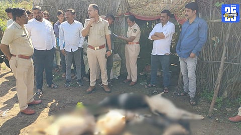 Leopard kills six goats in Pimpalgaon