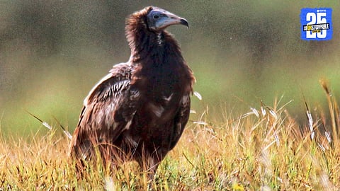 Rare Egyptian Vulture Sighted in Junnar