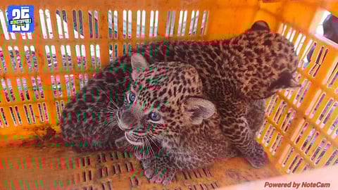 Leopard Cubs Found During Sugarcane Harvesting