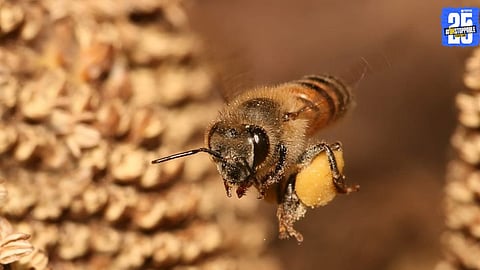 Farmers are embracing stingless bees for eco-friendly honey production and pollination. This new approach boosts biodiversity, supports sustainable agriculture, and offers a gentle alternative to traditional beekeeping.
