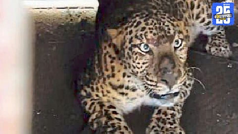 Leopardess Trapped in Junnar Field