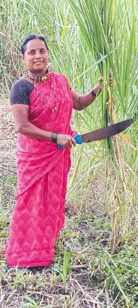 बिबट्यांच्या दहशतीने गळ्यात खिळ्यांचे पट्टे