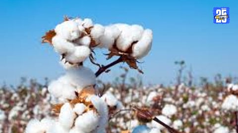 Cotton 