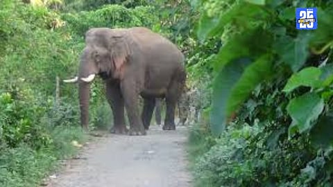 Onkar Elephant Wafoli Airwadi