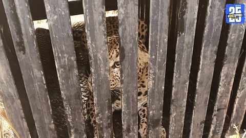 Leopard Trapped Near Ambeshet Ghodegaon
