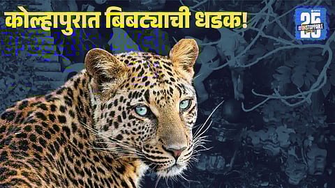 Leopard Arrest Operation kolhapur