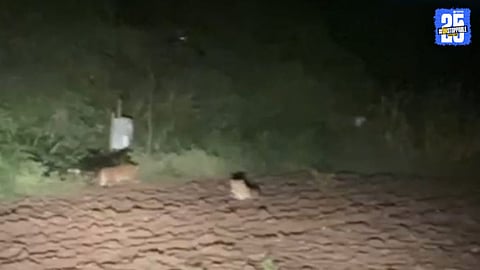 Three Leopards Spotted Together in Thorandale, Ambegav