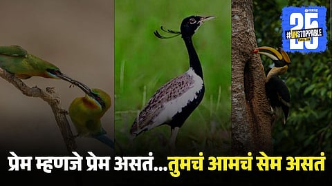 Fascinating Animal Behavior