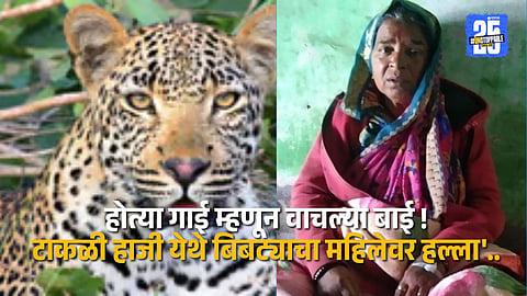 The brave cow that saved its owner from a leopard attack in Takli Haji village, Maharashtra.