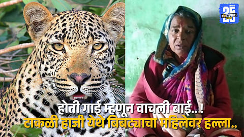 A brave cow in Takli Haji, Ahmednagar, saved her owner by attacking a leopard — a true story of courage and instinct.