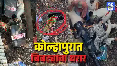 Kolhapur Leopard Rescue Video Brave Team Captures Leopard After Two Hour Struggle