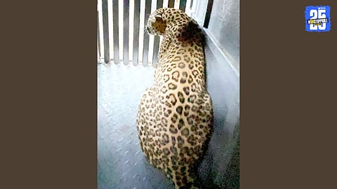 Two Leopards Trapped in Adarshgaon Gavdevadi