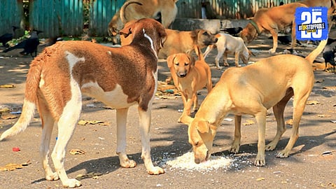 Disturbing Decisions on Animals and Environment