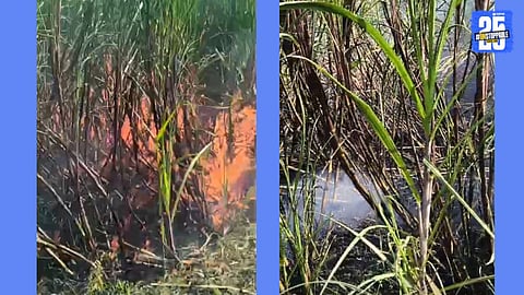sugarcane fire