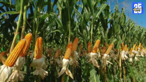 Disappointed maize farmers in Mangalvedha — lack of MSP centers forces them to sell produce below support price.