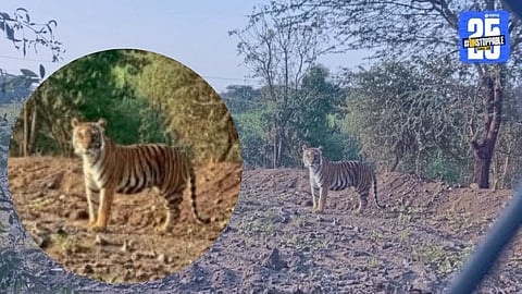 AI-Generated Tiger Photo Causes Panic in Junnar