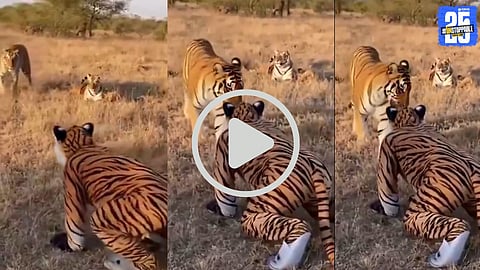 A man dressed as a fake tiger stands face-to-face with a real tiger — the viral video capturing this shocking moment has taken social media by storm.