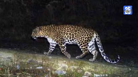 Leoperad in kolhapur