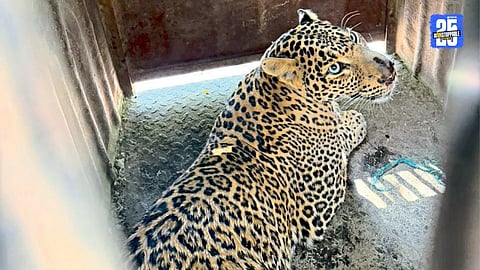 Rising Leopard Attacks in Pune District 