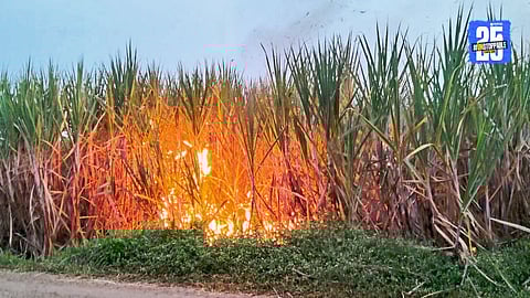 Firefighters and villagers attempt to control the massive fire that gutted 40 acres of sugarcane in Burli, Palus taluka.