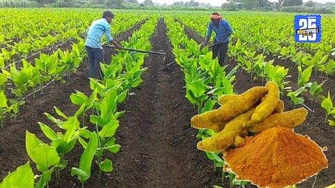 turmeric production