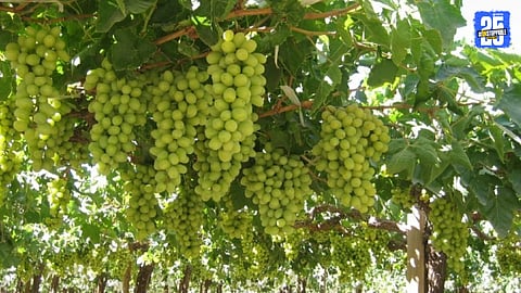 grape crop