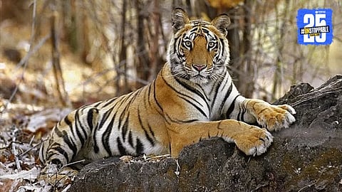 Sahyadri Tiger Reserve