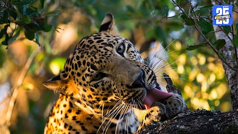 "Leopard spotted roaming near Exurbia Housing Society, Nerre."