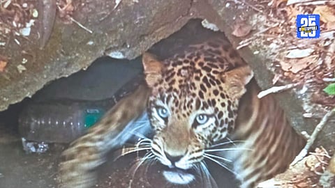 Leopard back ino Natural Habitat