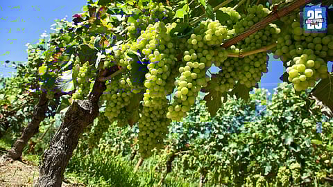 Grape Industry