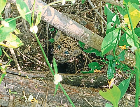 पिंपळवंडी येथे आढळला बिबट्याचा बछडा