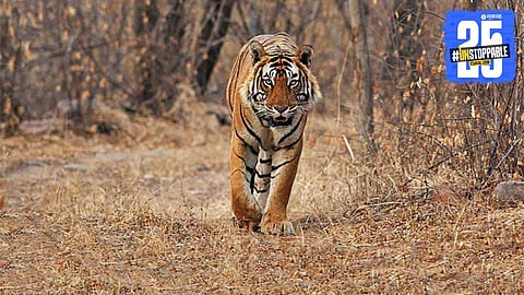 Sahyadri Tiger Reserve