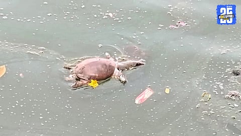Municipal Failure? Two More Turtles Die Amid Pollution in Solapur Lake
