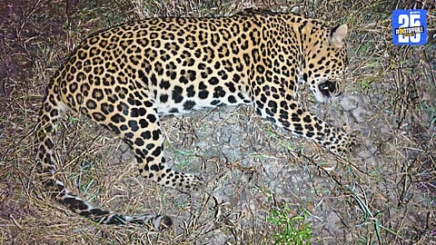 Forest Department Ends Threat: Man-Eater Leopard Shot Dead in Kopargaon”